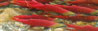 Spawning salmon