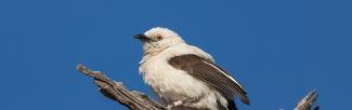 A white bird with black wings perches on a stick