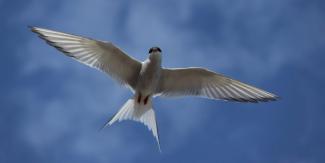 tern.jpg