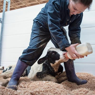 calf fed from bottle