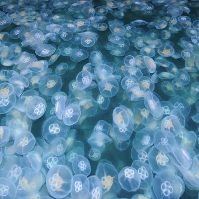 jellyfish