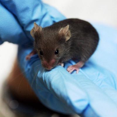 mouse on gloved hand